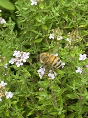 Apis mellifera