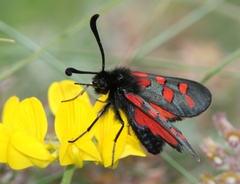 Zygaena oxytropis