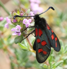 Zygaena oxytropis