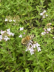 Apis mellifera