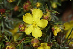 Hibbertia hemignosta
