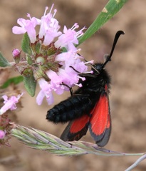 Zygaena oxytropis