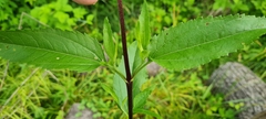 Eupatorium serotinum