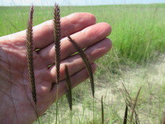 Hordeum brevisubulatum