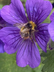 Bombus pratorum