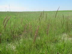 Hordeum brevisubulatum