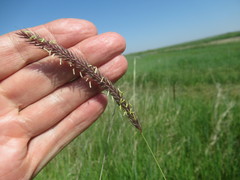 Hordeum brevisubulatum