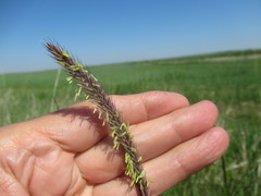 Hordeum brevisubulatum