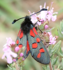 Zygaena oxytropis