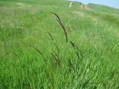Hordeum brevisubulatum