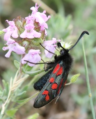 Zygaena oxytropis