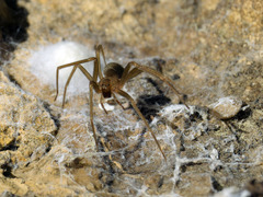 Loxosceles rufescens