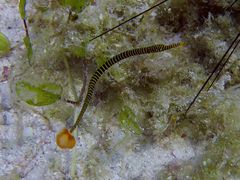 Dunckerocampus pessuliferus