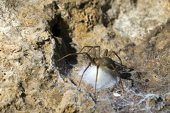 Loxosceles rufescens