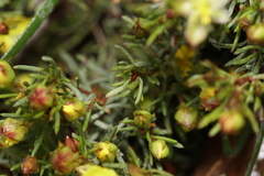 Hibbertia hemignosta