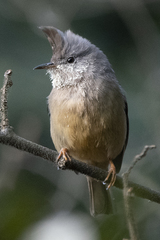 Yuhina gularis