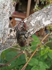 Lucanus cervus