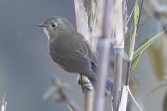 Tarsiger rufilatus