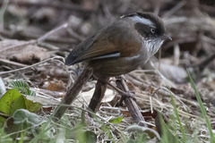 Fulvetta vinipectus