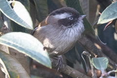 Fulvetta vinipectus