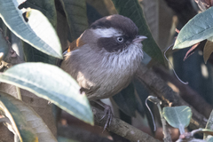 Fulvetta vinipectus