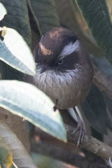 Fulvetta vinipectus