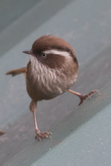 Fulvetta vinipectus