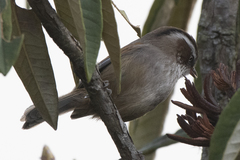 Fulvetta vinipectus