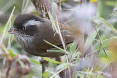 Fulvetta vinipectus
