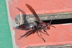 Polistes gigas