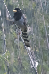 Urocissa flavirostris