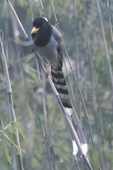 Urocissa flavirostris