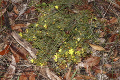 Hibbertia hemignosta