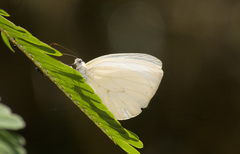 Pseudopieris nehemia
