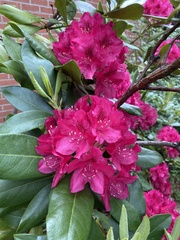 Rhododendron