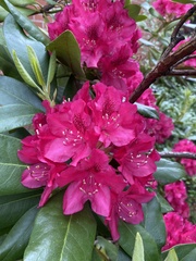 Rhododendron