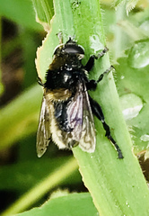 Merodon equestris