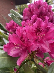Rhododendron