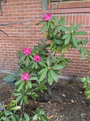 Rhododendron