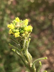 Sisymbrium runcinatum