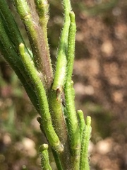 Sisymbrium runcinatum