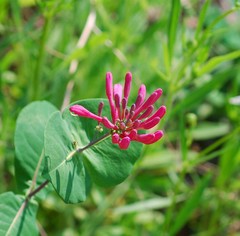 Lonicera