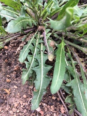 Sisymbrium runcinatum