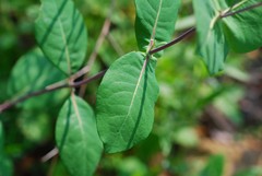 Lonicera