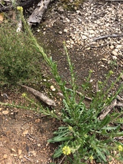 Sisymbrium runcinatum