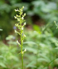 Platanthera chlorantha