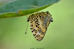 Symbrenthia hypselis