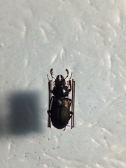 Platycerus depressus