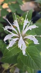 Monarda lindheimeri