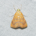 Glaphyria sesquistrialis - Photo (c) Royal Tyler,  זכויות יוצרים חלקיות (CC BY-NC-SA), הועלה על ידי Royal Tyler